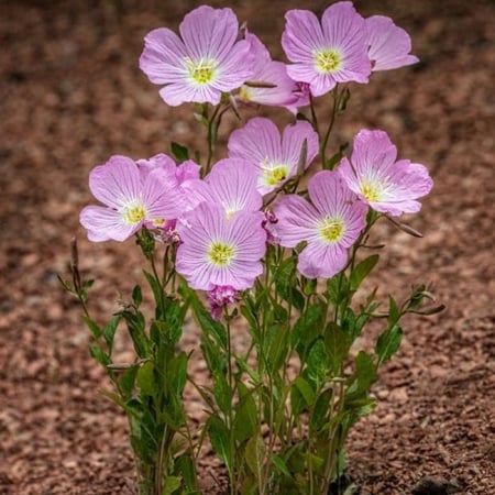 بذور زهرة الربيع المسائية ( Oenothera speciosa )