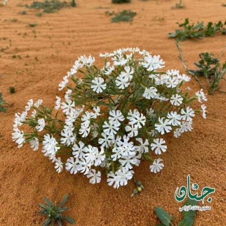 بذور عشبة التربة silene villosa