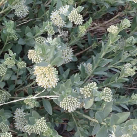 بذور الحرجل ( Solenostemma argel )