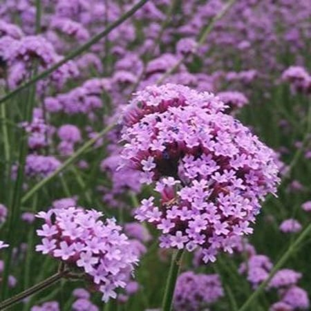 بذور زهور فربينيا - رعي الحمام ( Verbena officinalis )