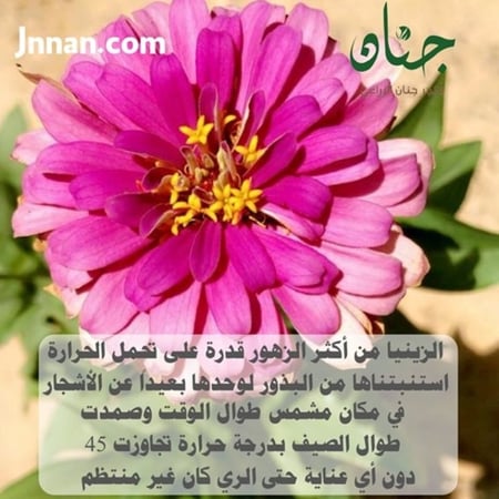 زينيا صيفية