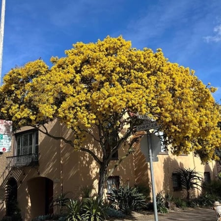 بذور شجرة أكاسيا بيليانا ( Acacia baileyana )
