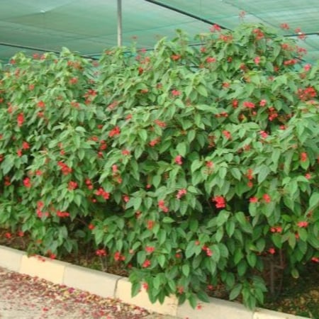 شجيرة Jatropha integerrima