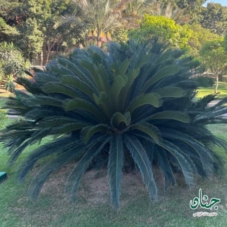 seeds of Cycas revoluta
