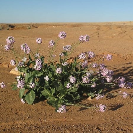 بذور عشبة اليهق - الجرجير البري ( Diplotaxis acris )