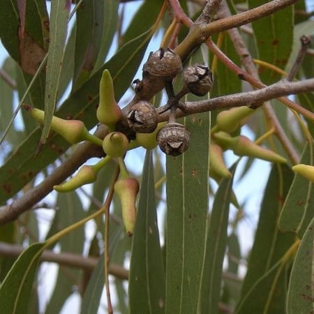 بذور الكينا - الكين البلدي ( Eucalyptus tereticornis )