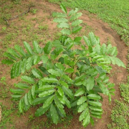 بذور الماهوجني الافريقي ( khaya senegalensis )