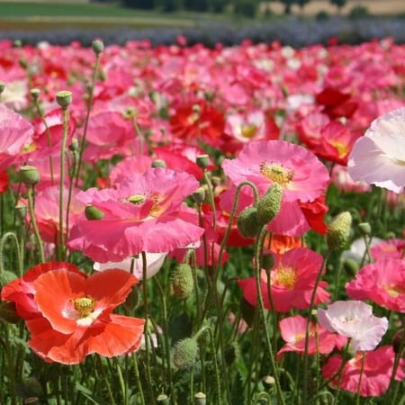 بذور زهور الديدحان الملون - شقائق النعمان ( papaver rhoeas )