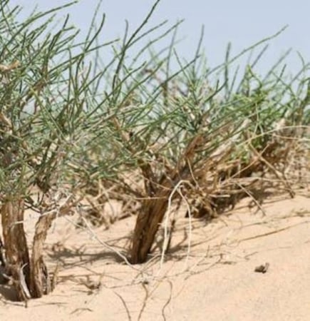 بذور الرمث ( Haloxylon salicornicum )