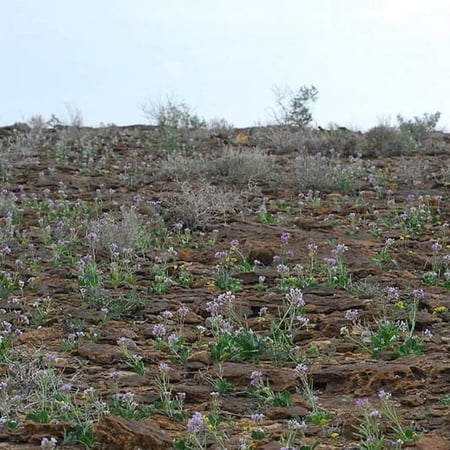 بذور عشبة اليهق - الجرجير البري ( Diplotaxis acris )