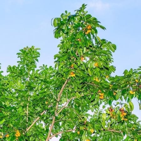 بذور شجرة هاربوليا - خشب التوليب ( Harpullia pendula )