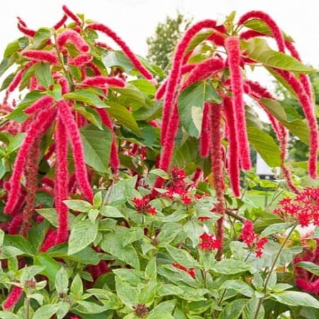 الزهرة المخملية  Amaranthus caudatus