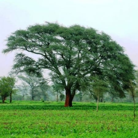 شجرة الحراز الالاه العائلة السنط الأبيض