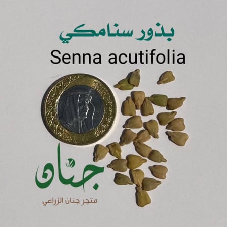 بذور سنامكي ( Senna acutifolia )