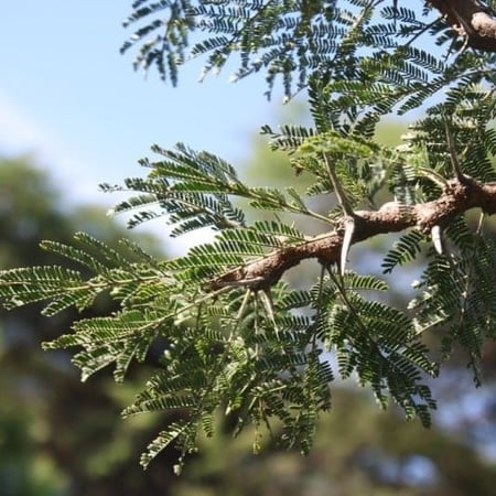 بذور شجرة الطلح العراقي ( Acacia gerrardii var.iraquensis )