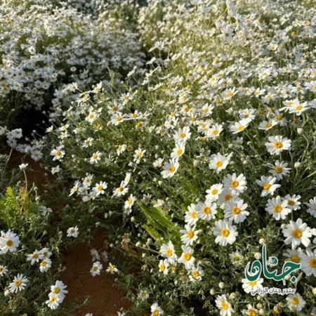 بذور القحويان الاقحوان البري anthemis deserti