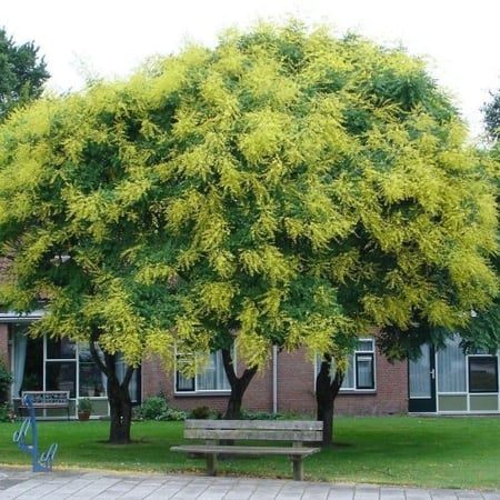 بذور شجرة المطر الذهبية Koelreuteria Paniculata