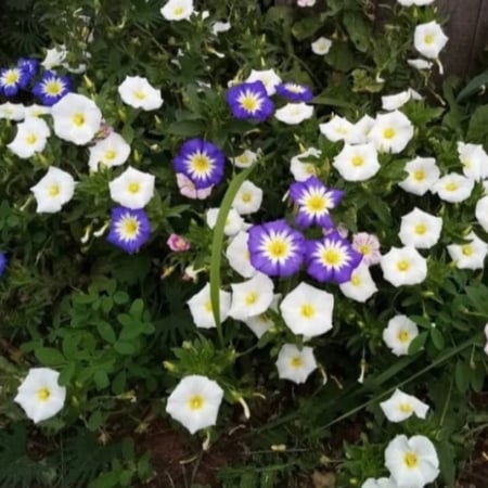 طريقة زراعة اللبلاب ثلاثي الألوان مجد الصباح قزمي