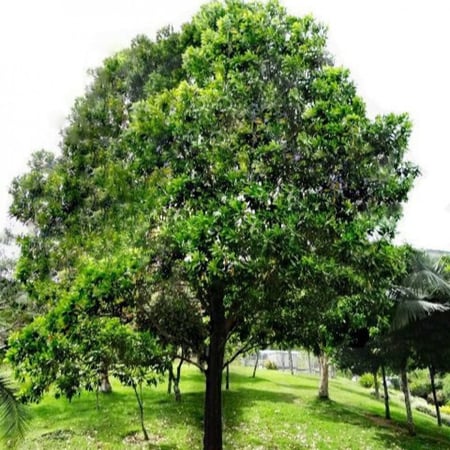 بذور أكاسيا مانغيوم