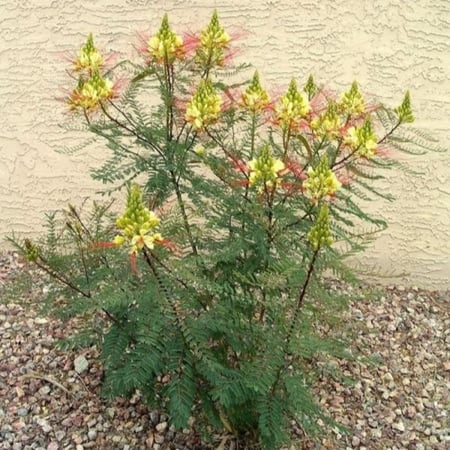بذور شجيرة سيسالبينيا الصفراء - بونسيانا قزمية ( Caesalpinia gilliesii )