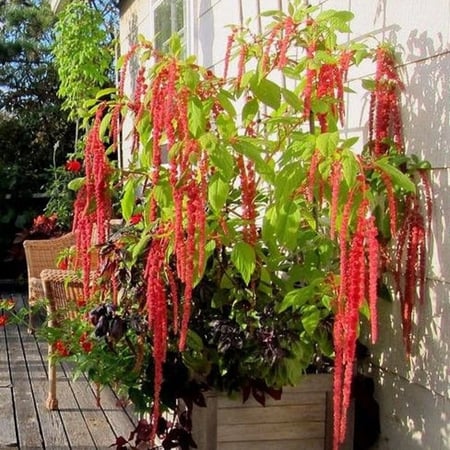 بذور  Amaranthus caudatus