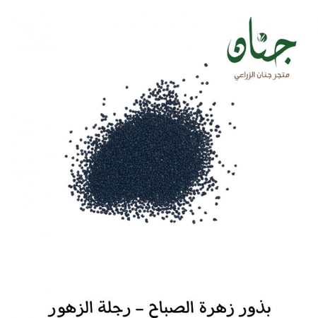 بذور رجلة الزهور - بورتولاكا ( portulaca grandiflora )