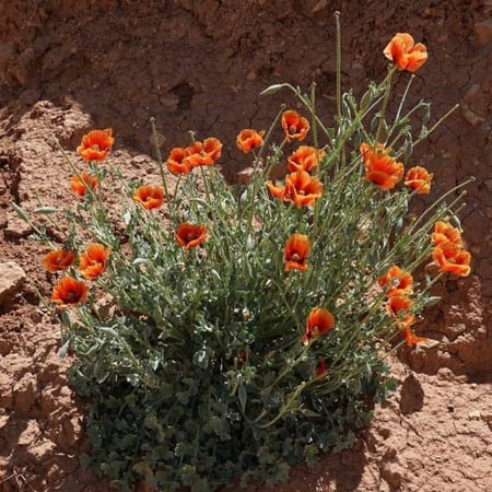 بذور الشقر - النعمان Glaucium arabicum