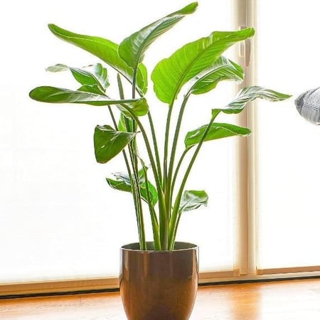 بذور شجيرة عصفور الجنة ( Strelitzia Nicolai )