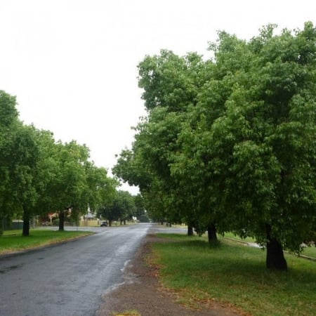 شجرة استركوليا مخمسة