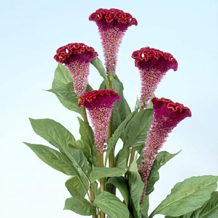 بذور زهرة عرف الديك - سيلوزيا كريستاتا (  Celosia cristata )