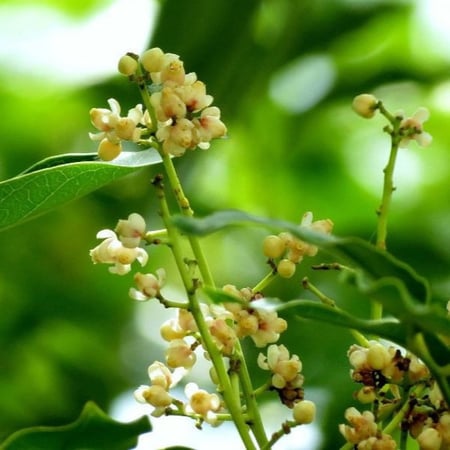 بذور الماهوجني الافريقي ( khaya senegalensis )