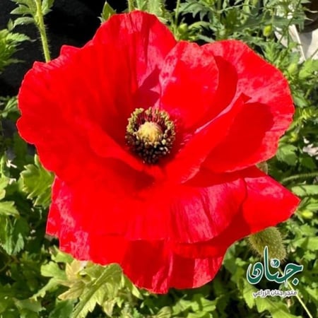 بذور الديدحان الأحمر - شقائق النعمان ( Papaver glaucum )