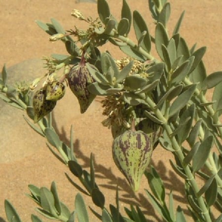 بذور الحرجل ( Solenostemma argel )