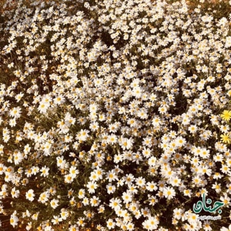 بذور زهور القحويان - الاقحوان البري ( Anthemis deserti )