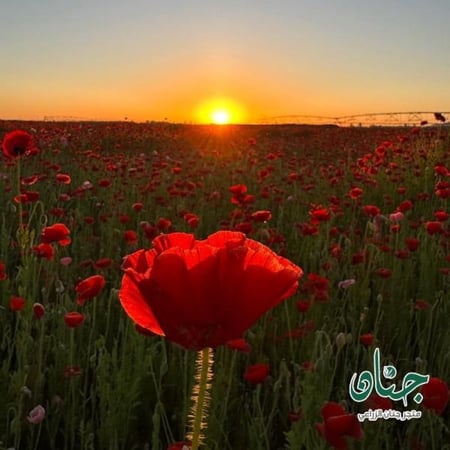 بذور الديدحان الأحمر - شقائق النعمان ( Papaver glaucum )