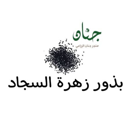 بذور زهرة السجاد