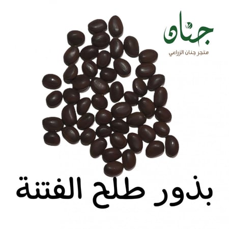 بذور طلح الفتنة Acacia farnesiana