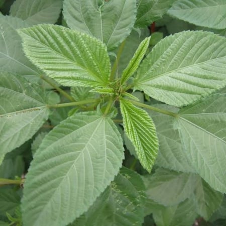 نبات Corchorus olitorius