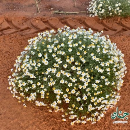 بذور زهور القحويان - الاقحوان البري ( Anthemis deserti )