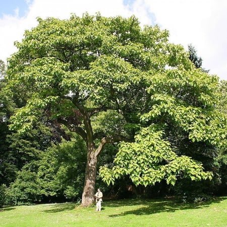 شجرة الباولونيا  Paulownia tomentosa