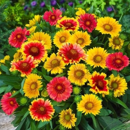 بذور العنبر الكشميري - جيلارديا أريستاتا ( gaillardia aristata )