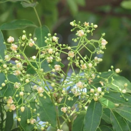 بذور الماهوجني الافريقي ( khaya senegalensis )