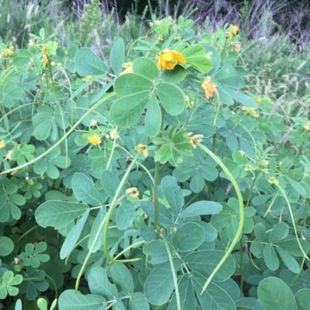 بذور عشبة سنا الصينية المنجلية