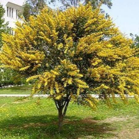 شجرة Acacia saligna