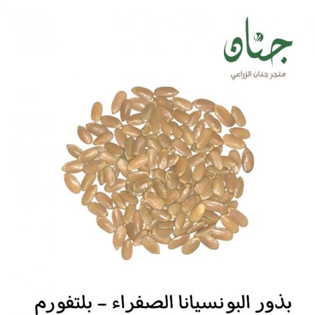 بذور البونسيانا الصفراء - بلتفورم