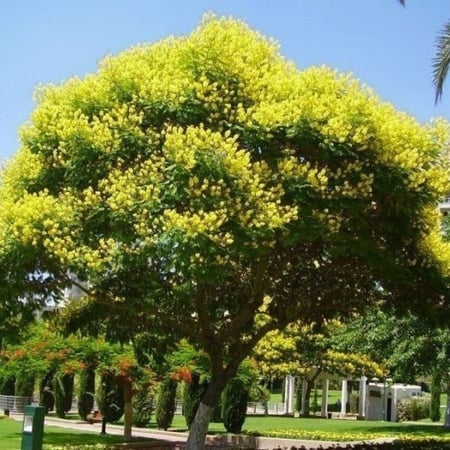 شجرة البونسيانا الصفراء