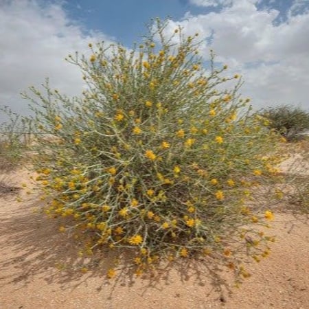 بذور العرفج ( Rhanterium epapposum )