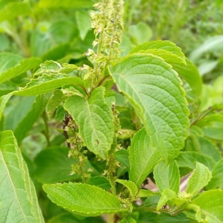 seeds of Ocimum basilicum