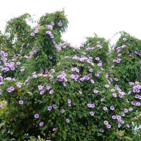 بذور متسلقة ست الحسن الارجوانية Ipomoea cairica