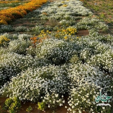 بذور القحويان الاقحوان البري anthemis deserti